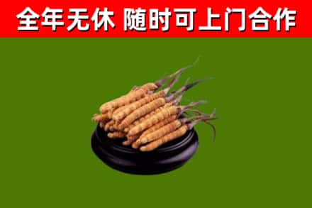 巴塘烟酒回收冬虫夏草.jpg